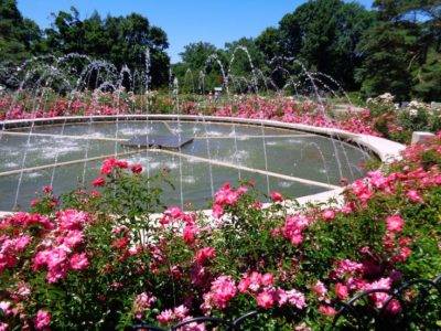 Whetstones Park of Roses is breath-taking. To find more places like this in Columbus give us a call (614) 451-6616