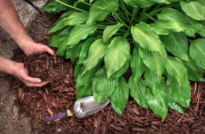 to sell your house fast, enhance your urb appeal with easy to care for perennial plants. Call us today for more tips! (614) 451-6616